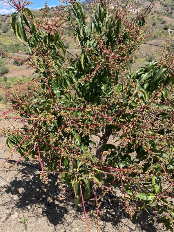 Terreno en venta en Canillas de Aceituno, Malaga photo 4