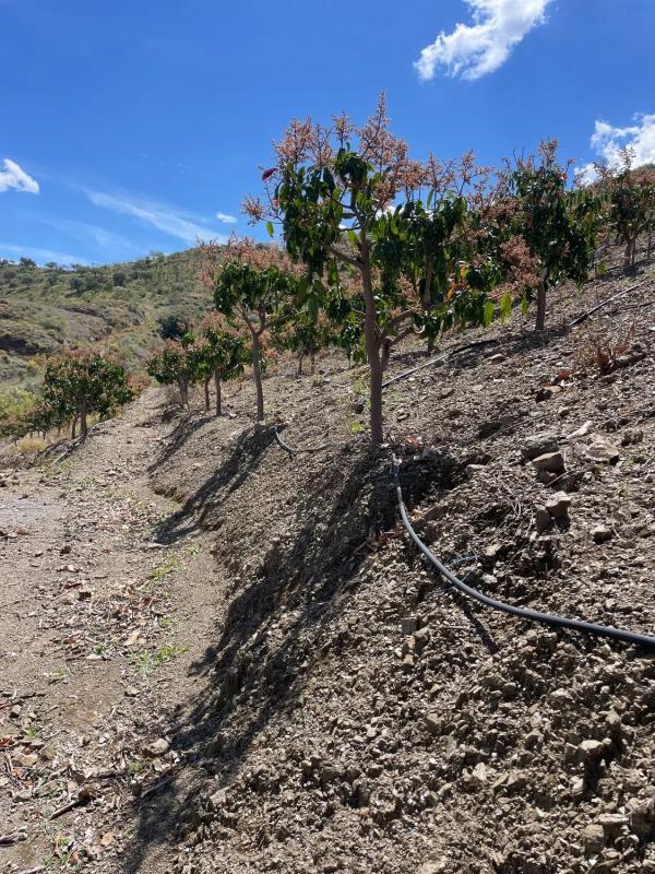 Terreno en venta en Canillas de Aceituno, Malaga photo 5