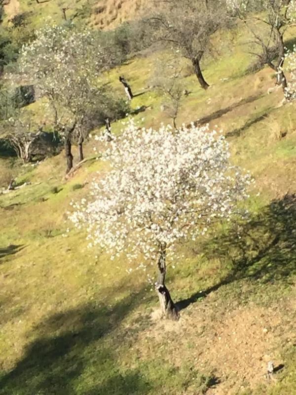 Działka na sprzedaż w Monda, Malaga photo 1