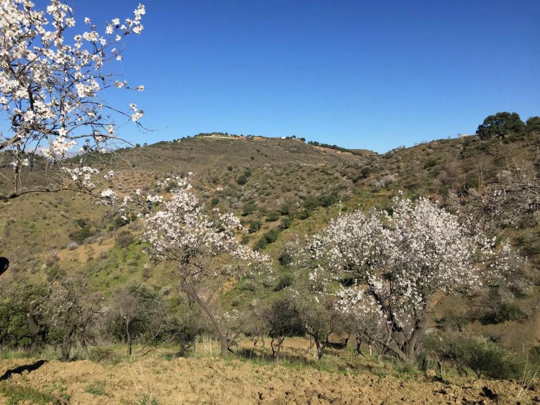 Działka na sprzedaż w Monda, Malaga photo 3