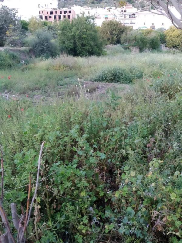 Terreno en venta en Canillas de Aceituno, Malaga photo 5