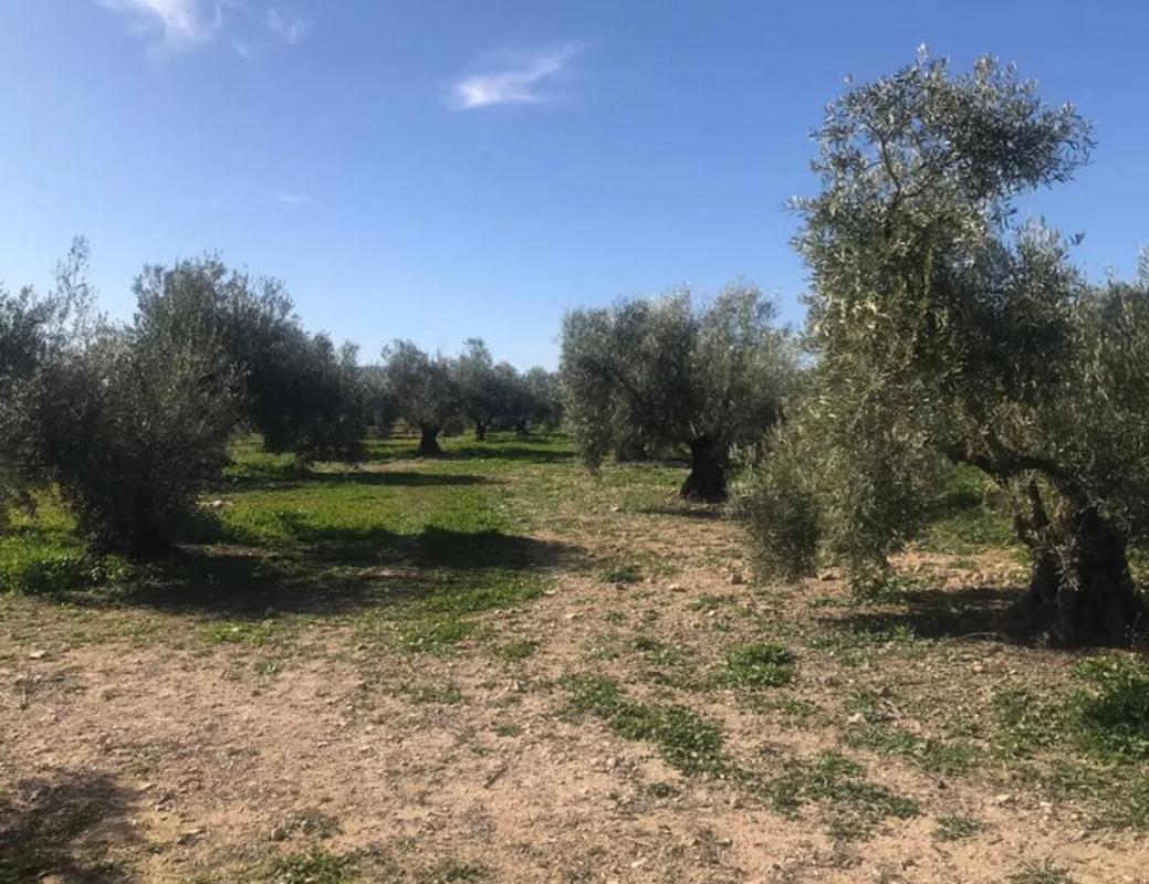 Land for sale in Alameda, Malaga photo 2