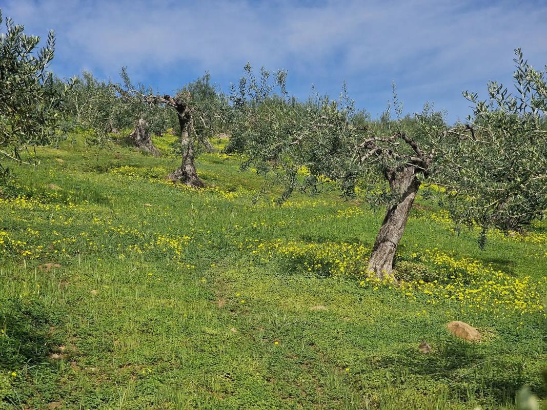 Terreno en venta en Tolox, Malaga photo 1