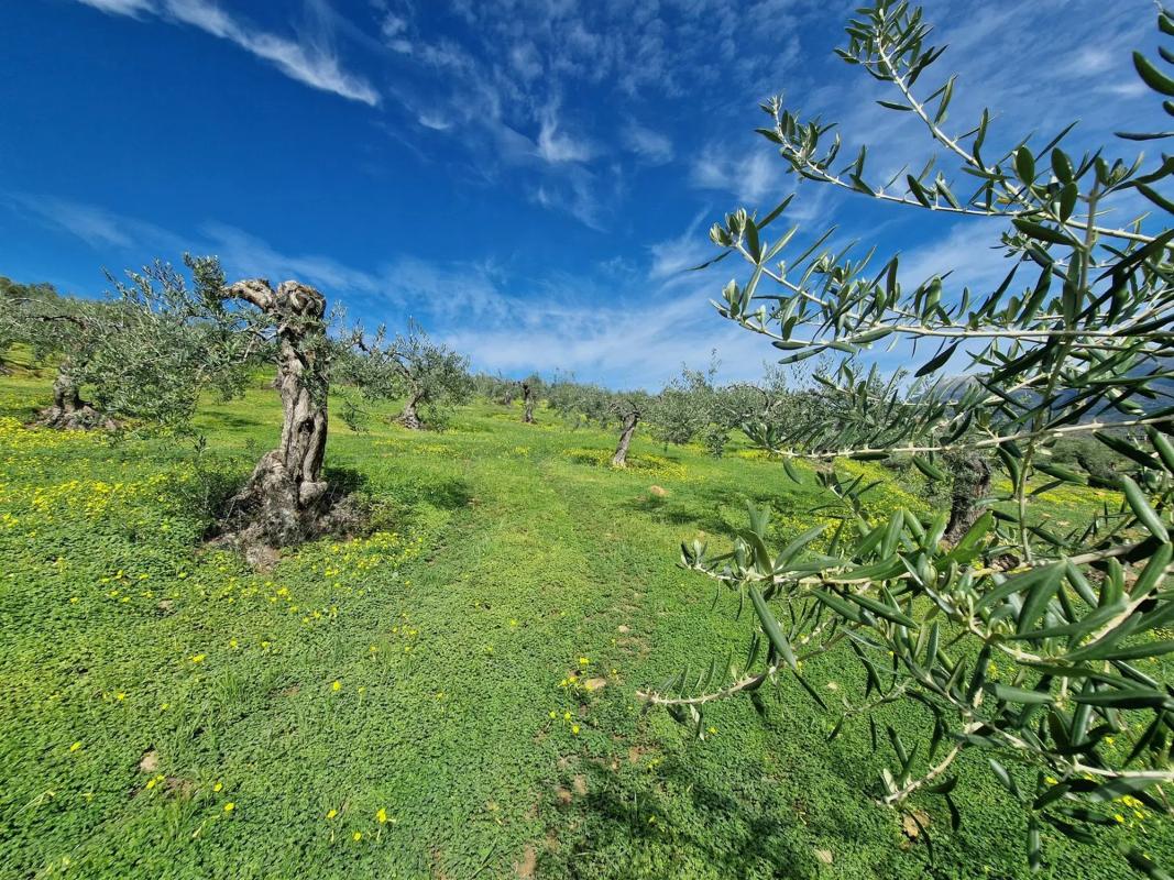 Terreno en venta en Tolox, Malaga photo 2
