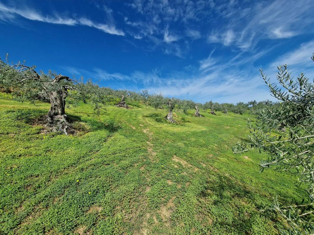 Terreno en venta en Tolox, Malaga photo 4
