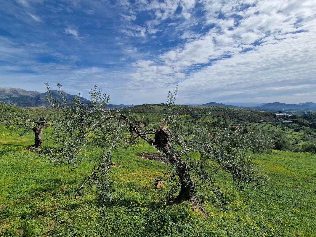 Terreno en venta en Tolox, Malaga photo 5