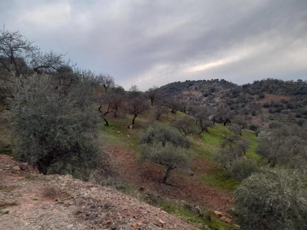 Land for sale in Guaro, Malaga photo 2