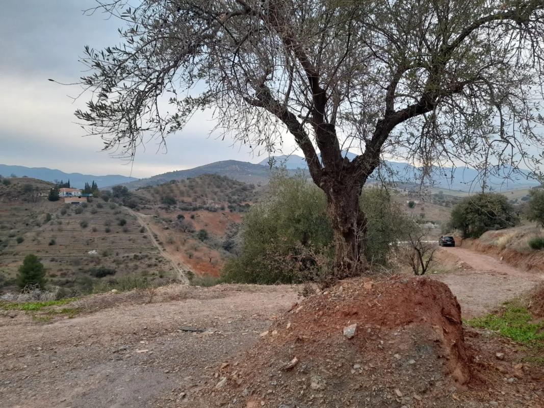 Land for sale in Guaro, Malaga photo 3