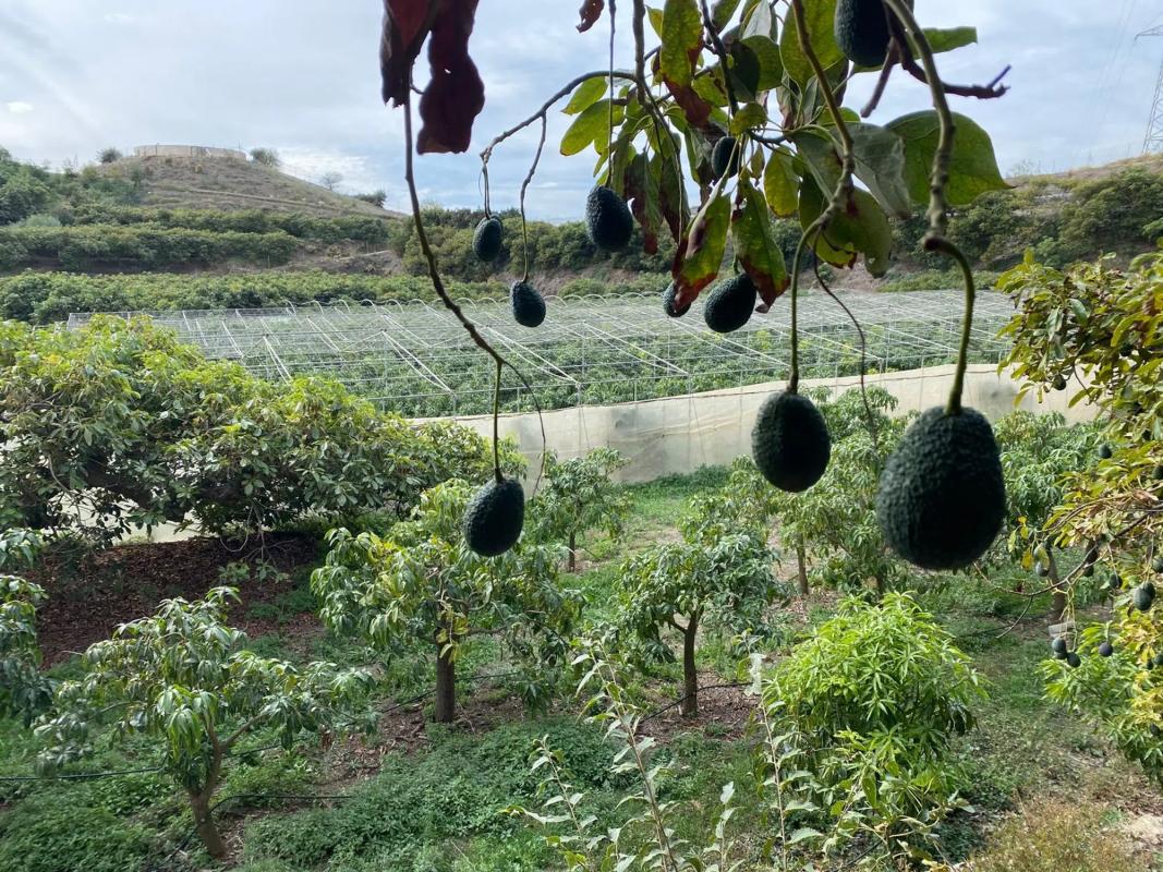 Terreno en venta en Vélez-Malaga, Malaga photo 1