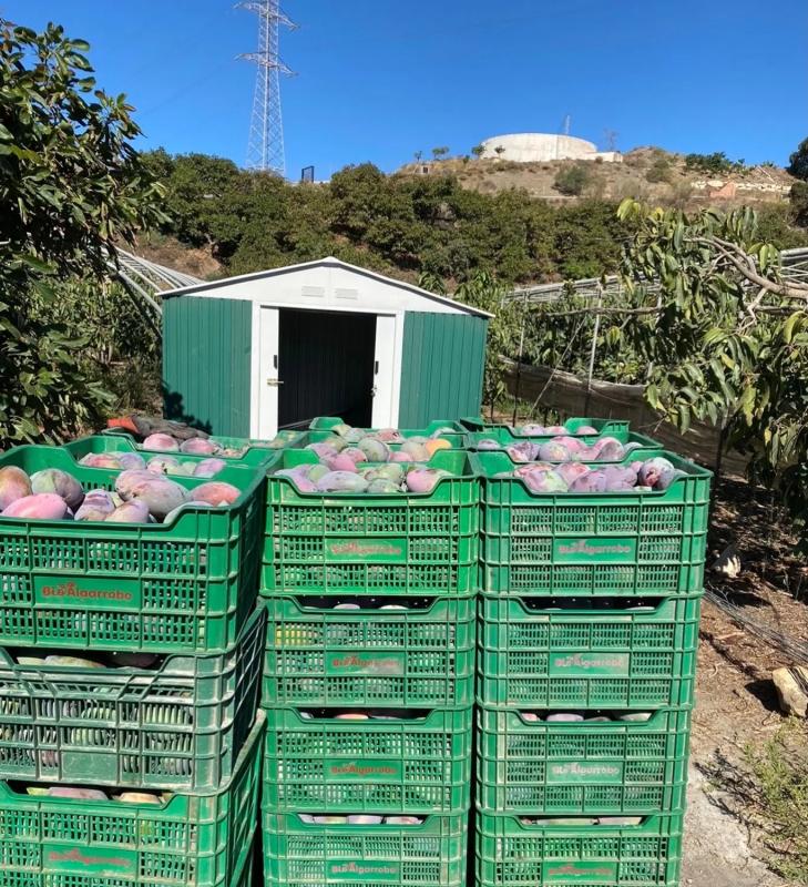 Terreno en venta en Vélez-Malaga, Malaga photo 4