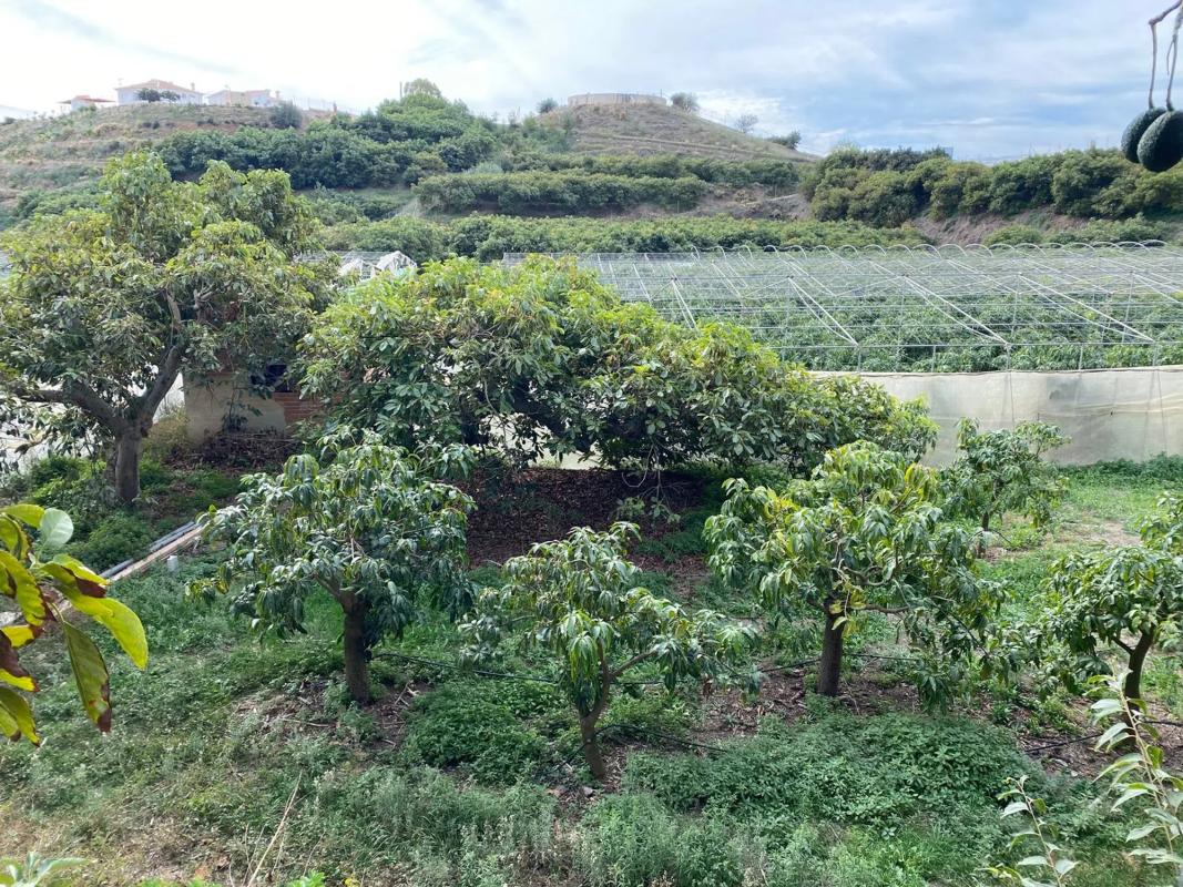 Terreno en venta en Vélez-Malaga, Malaga photo 5
