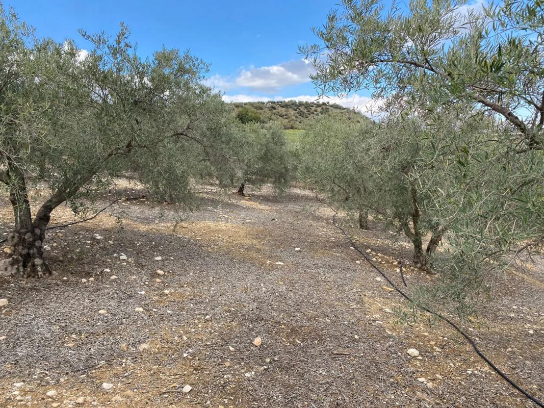 Land for sale in Alora, Malaga photo 1
