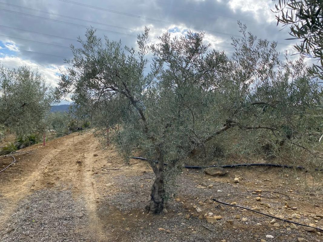 Land for sale in Alora, Malaga photo 4