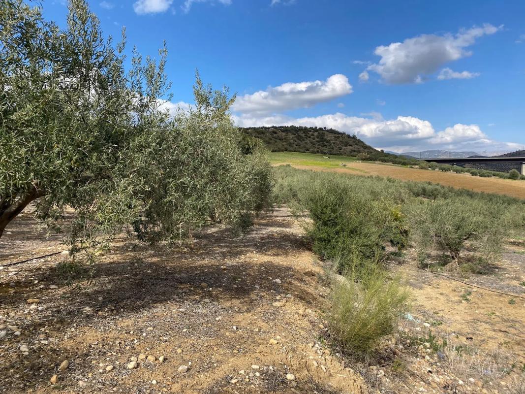 Land for sale in Alora, Malaga photo 5