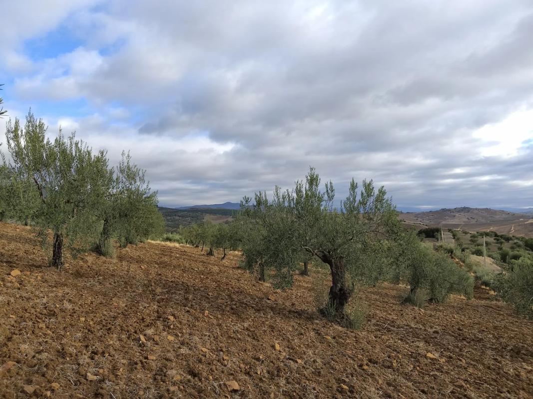 Terreno en venta en Alozaina, Malaga photo 1