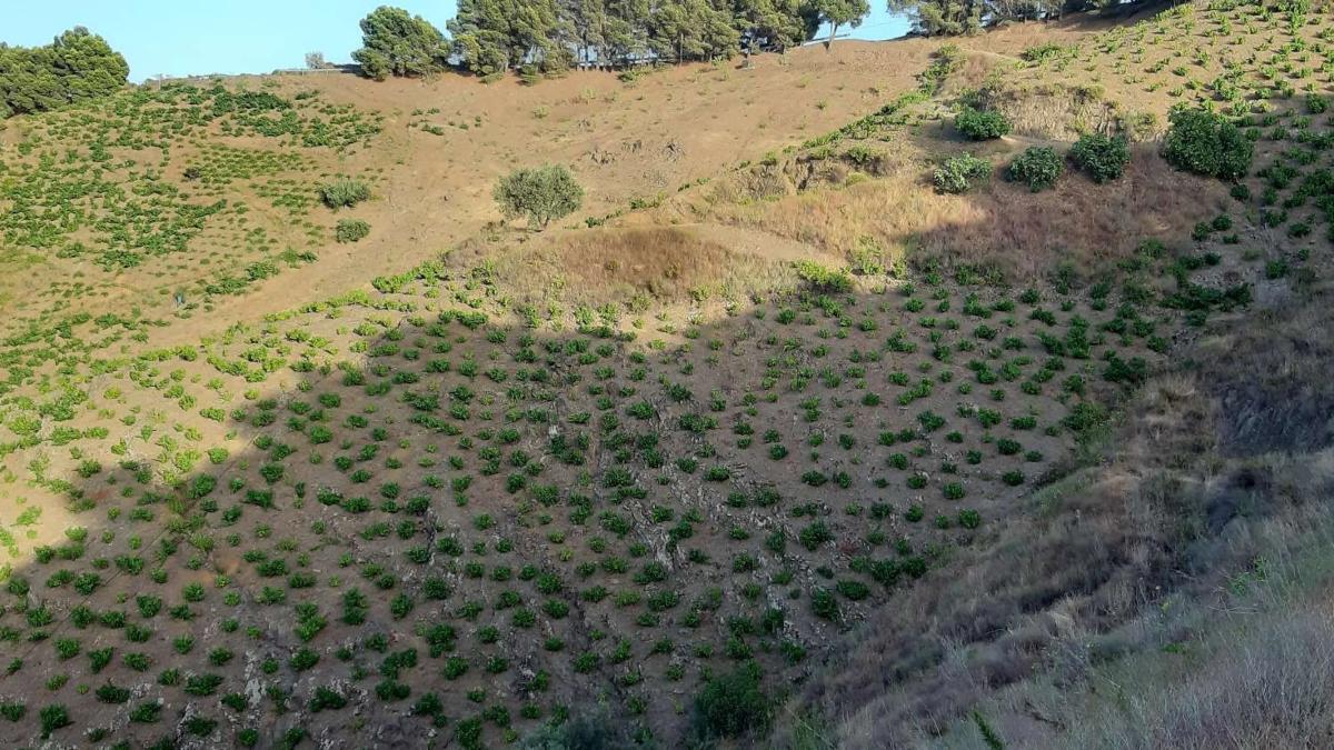 Terreno en venta en Almáchar, Malaga photo 1