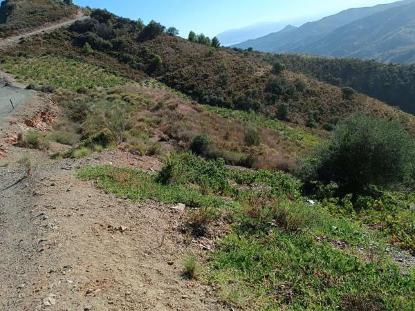 Terreno en Moclinejo photo 1
