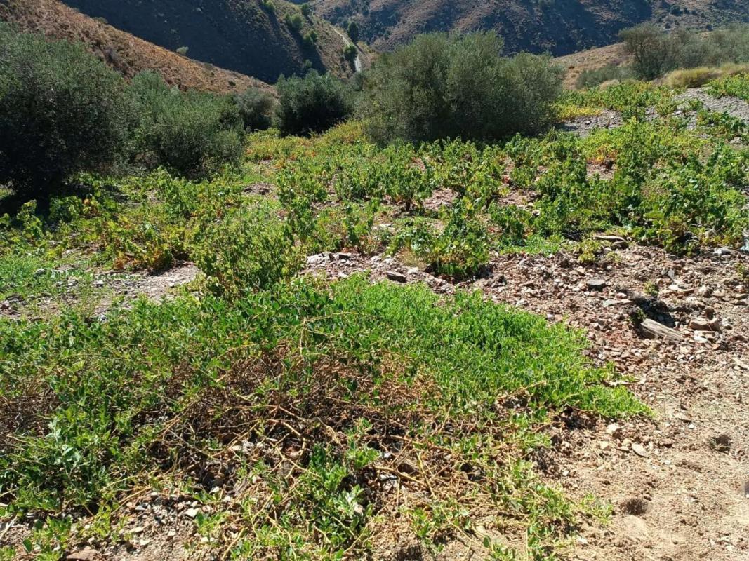 Terreno en venta en Moclinejo, Malaga photo 2