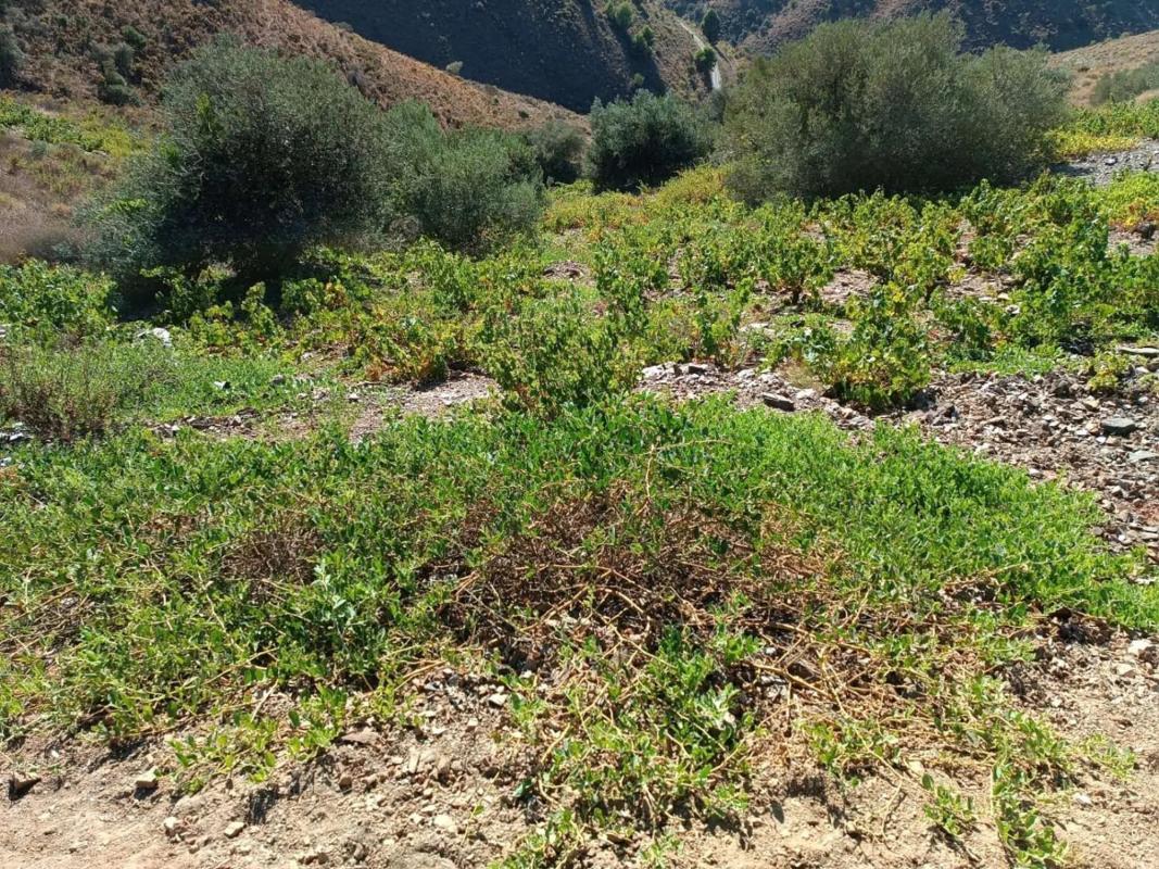 Terreno en venta en Moclinejo, Malaga photo 3