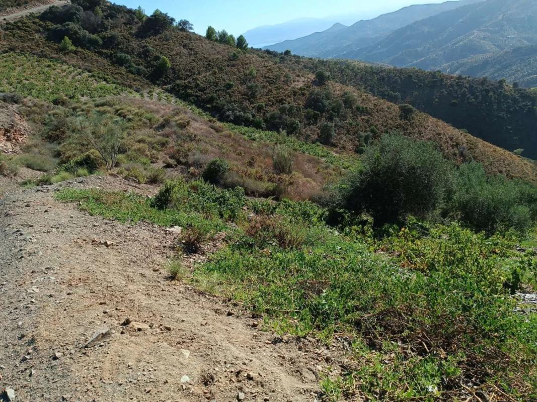 Terreno en venta en Moclinejo, Malaga photo 5