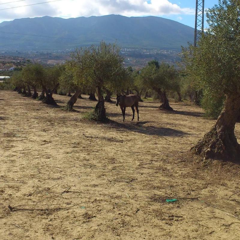 Land for sale in Alhaurín el Grande, Malaga photo 1