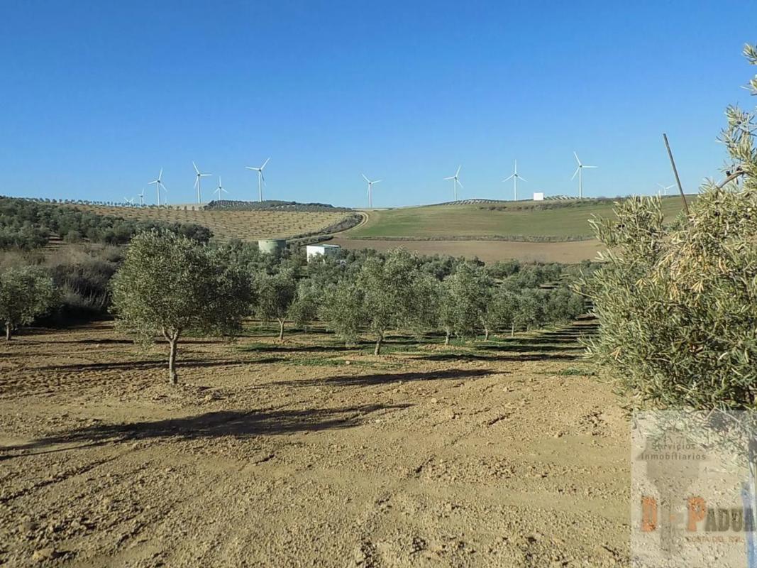 Land for sale in Campillos, Malaga photo 1