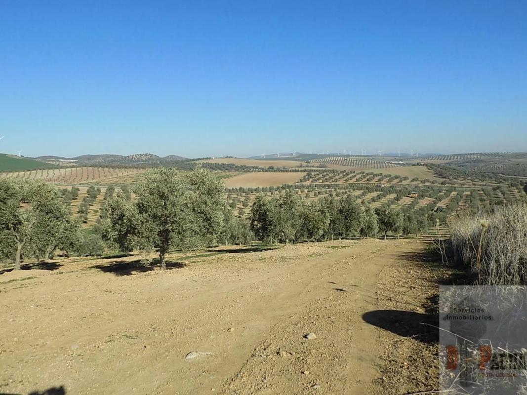 Land for sale in Campillos, Malaga photo 2