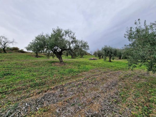Terreno en Poligono 6 Pola s/n photo 1