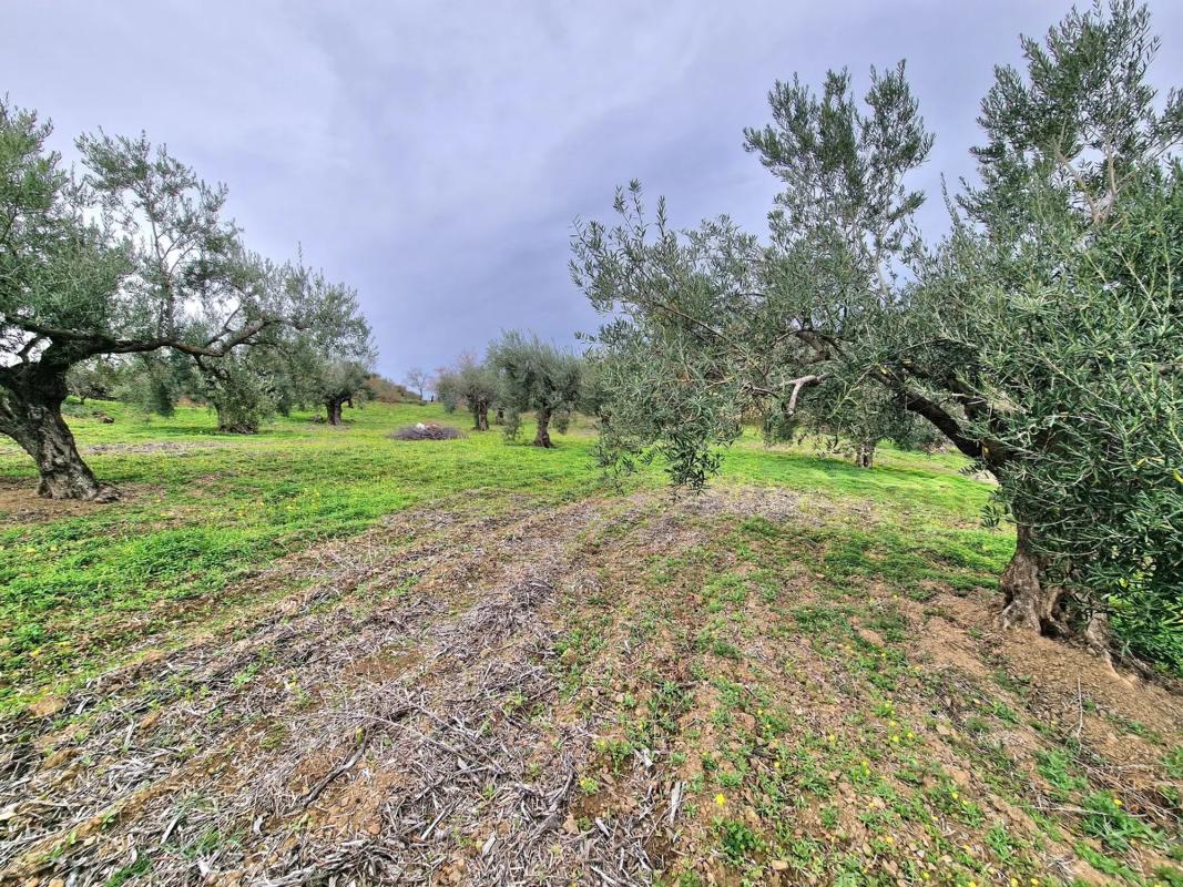 Land for sale in Tolox, Malaga photo 2