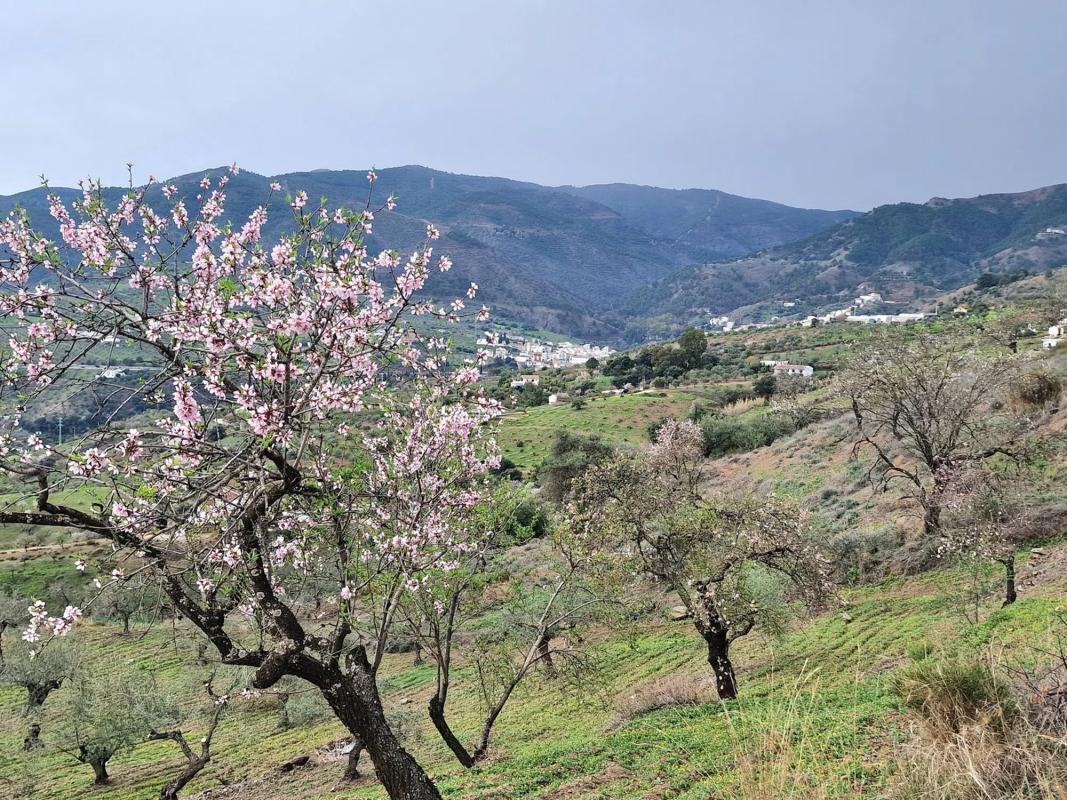 Land for sale in Tolox, Malaga photo 3