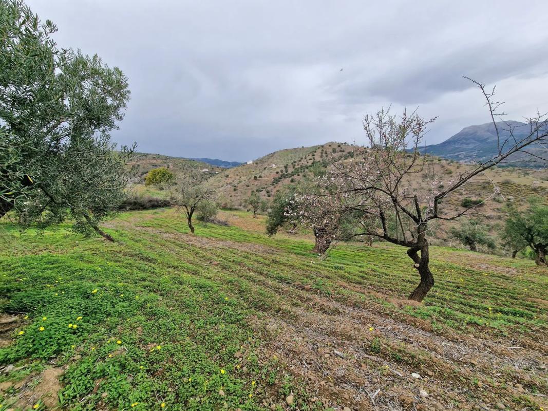 Land for sale in Tolox, Malaga photo 5
