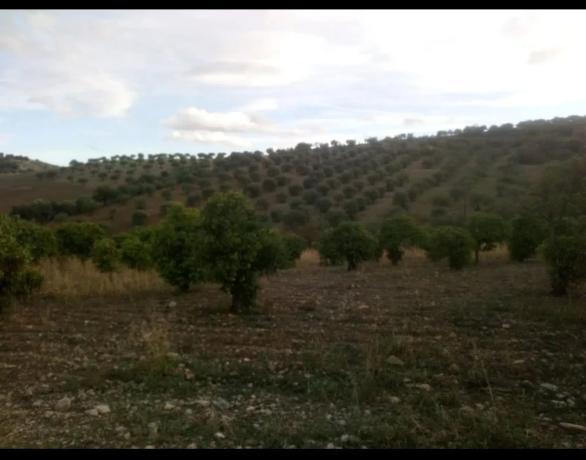 Terreno en carretera Alozaina Casarabonela, 3 photo 2
