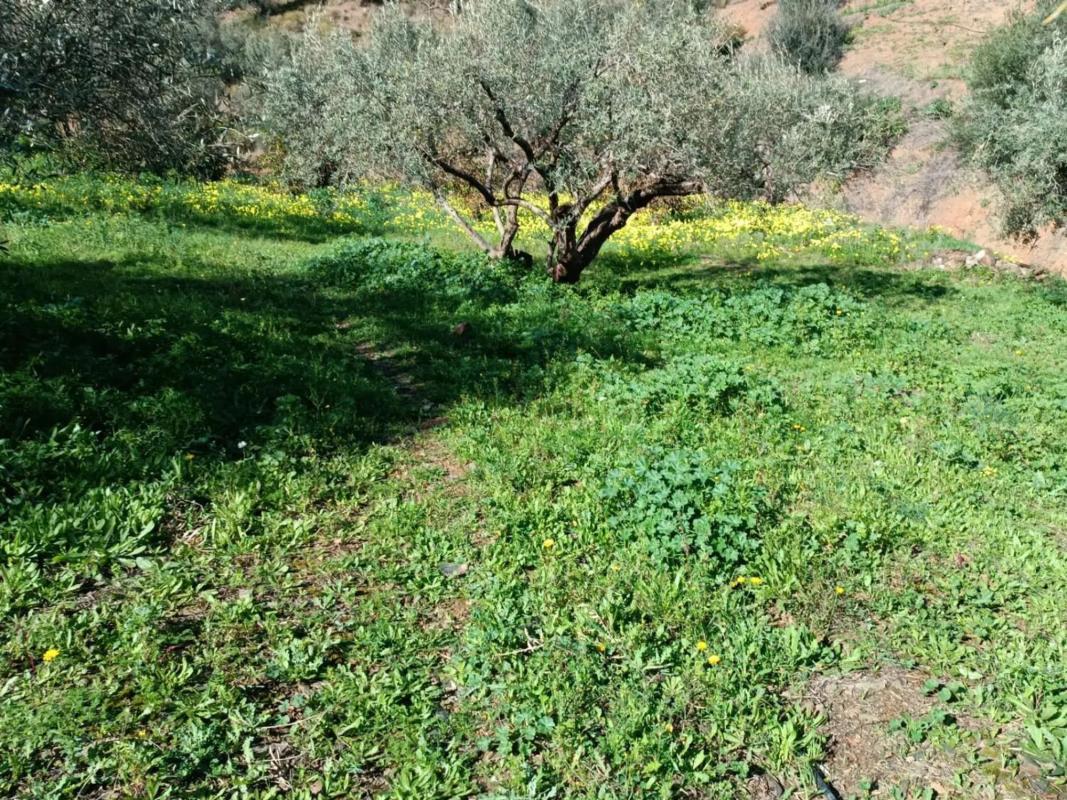 Land for sale in Moclinejo, Malaga photo 1