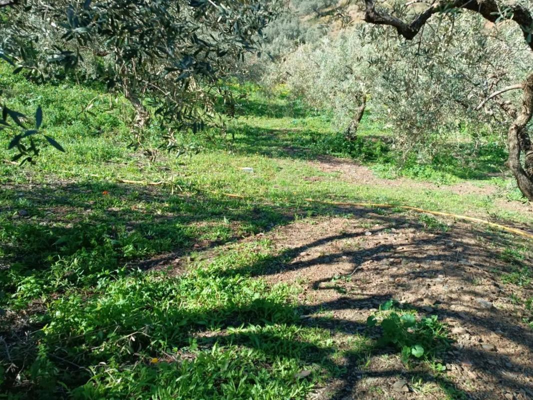 Land for sale in Moclinejo, Malaga photo 2