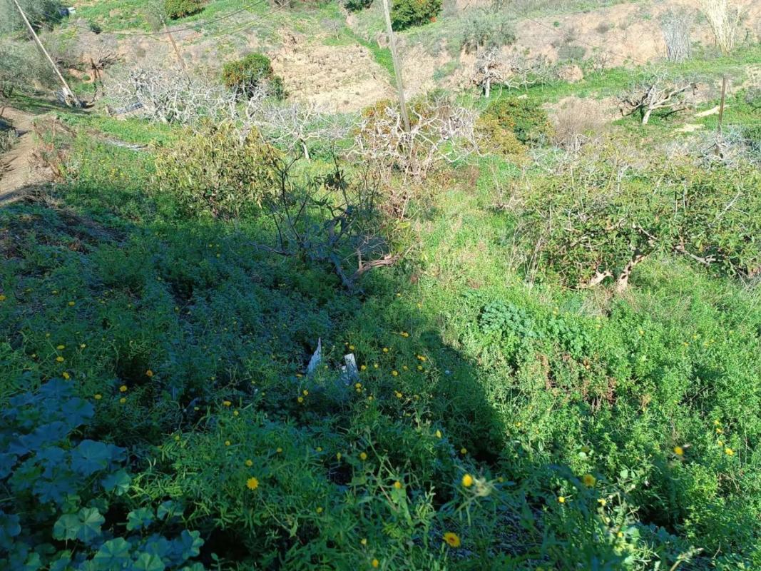 Land for sale in Moclinejo, Malaga photo 4