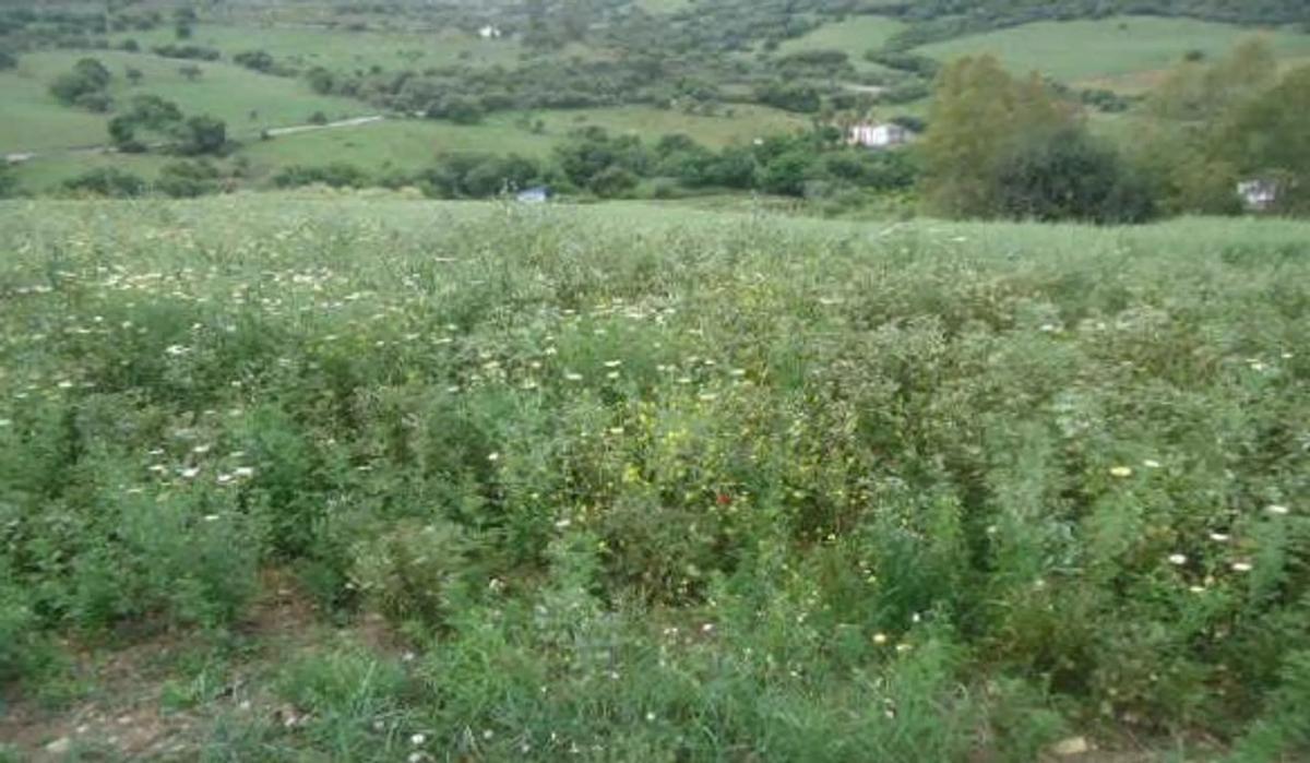 Terreno en venta en Cortes de la Frontera, Malaga photo 4