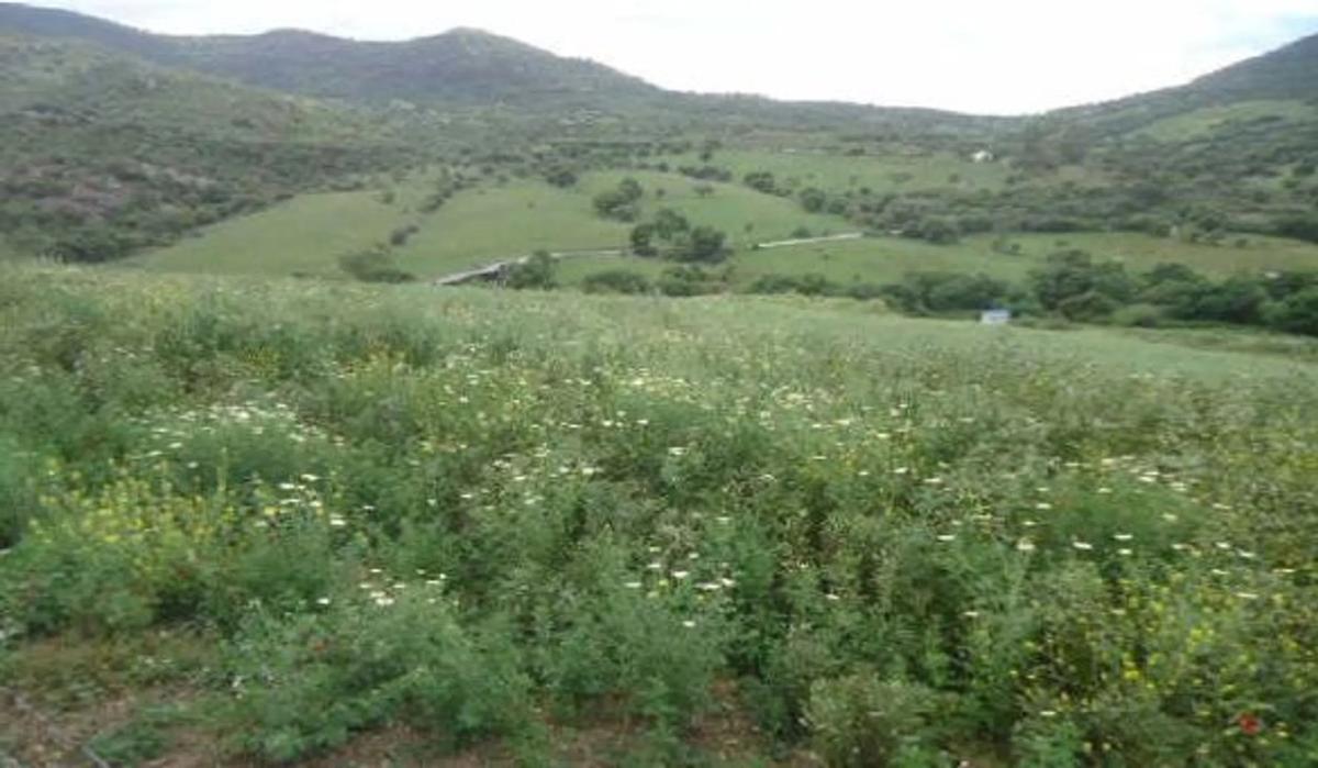 Terreno en venta en Cortes de la Frontera, Malaga photo 5