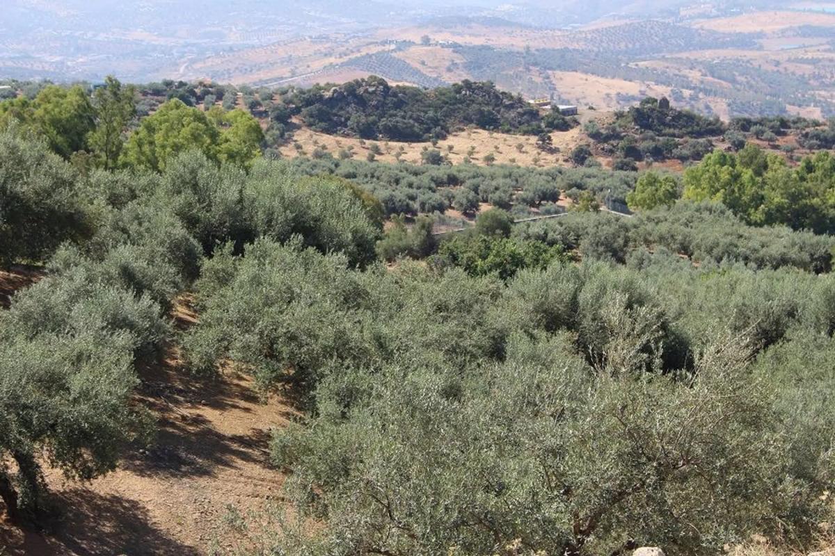 Działka na sprzedaż w Periana, Malaga photo 2