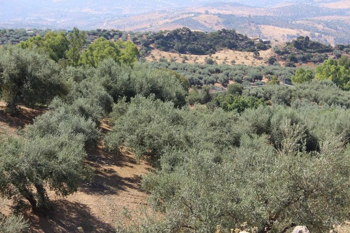Działka na sprzedaż w Periana, Malaga photo 4