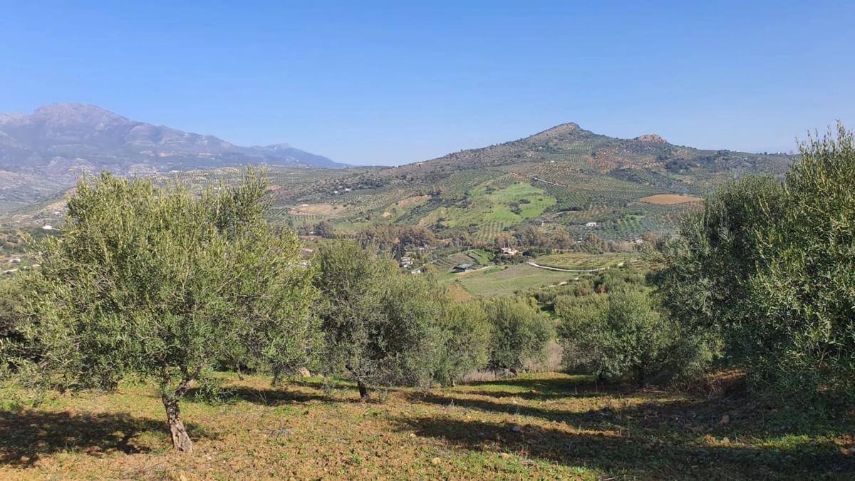 Działka na sprzedaż w Guaro, Malaga photo 5