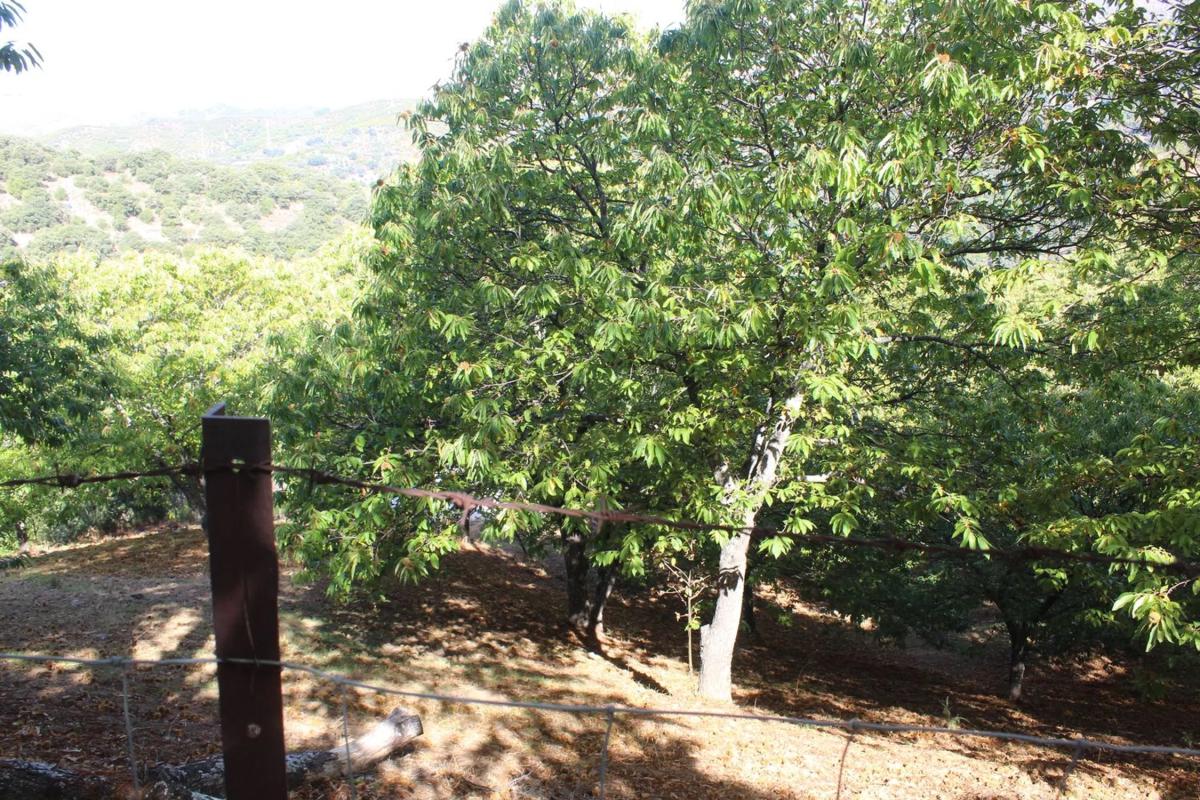Działka na sprzedaż w Igualeja, Malaga photo 3