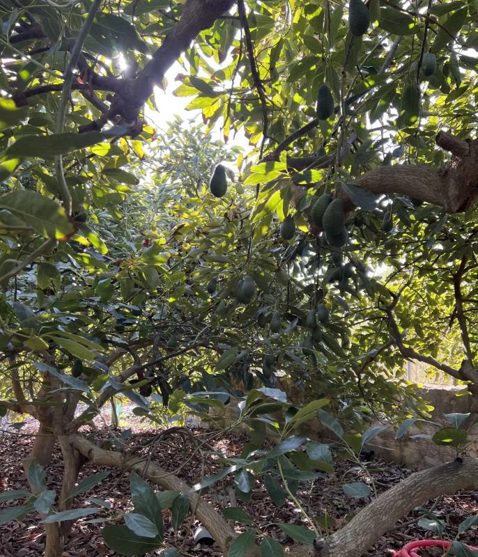 Terreno en venta en Rincón de la Victoria, Malaga photo 5