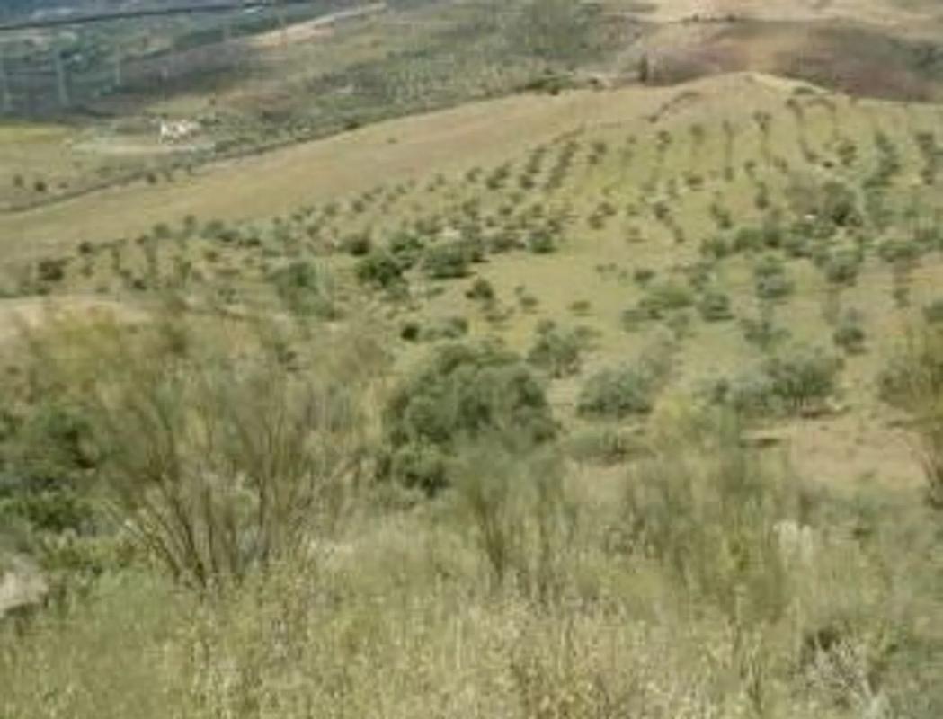 Land for sale in Alora, Malaga photo 2