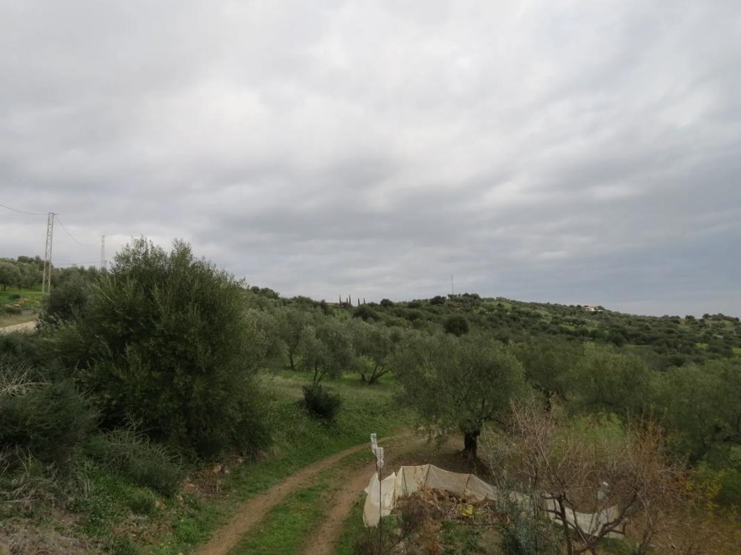 Land for sale in Tolox, Malaga photo 2