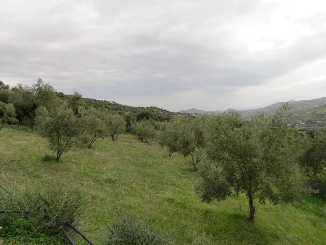 Land for sale in Tolox, Malaga photo 4