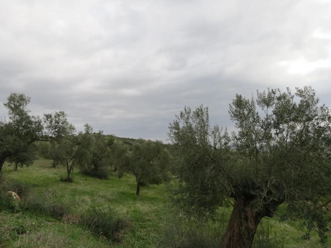 Land for sale in Tolox, Malaga photo 5