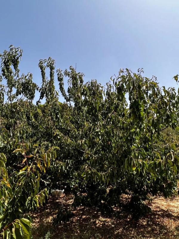 Terreno en venta en Yunquera, Malaga photo 2