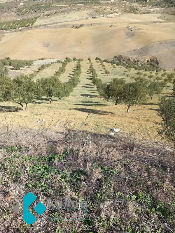 Terreno en venta en Casabermeja, Malaga photo 4