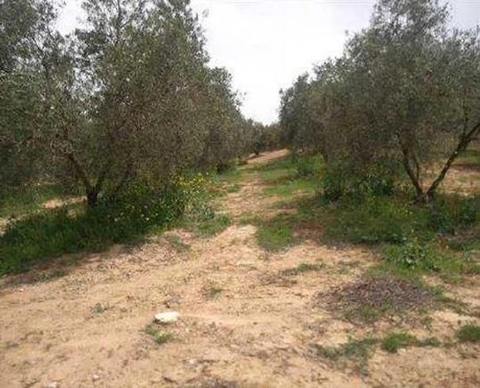 Terreno en venta en Villanueva del Trabuco, Malaga photo 2