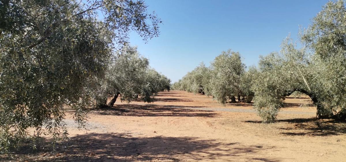 Działka na sprzedaż w Alameda, Malaga photo 1